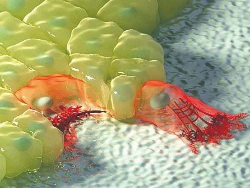 细胞迁移改变细胞互作示意图.&nbsp; &nbsp;受访者供图