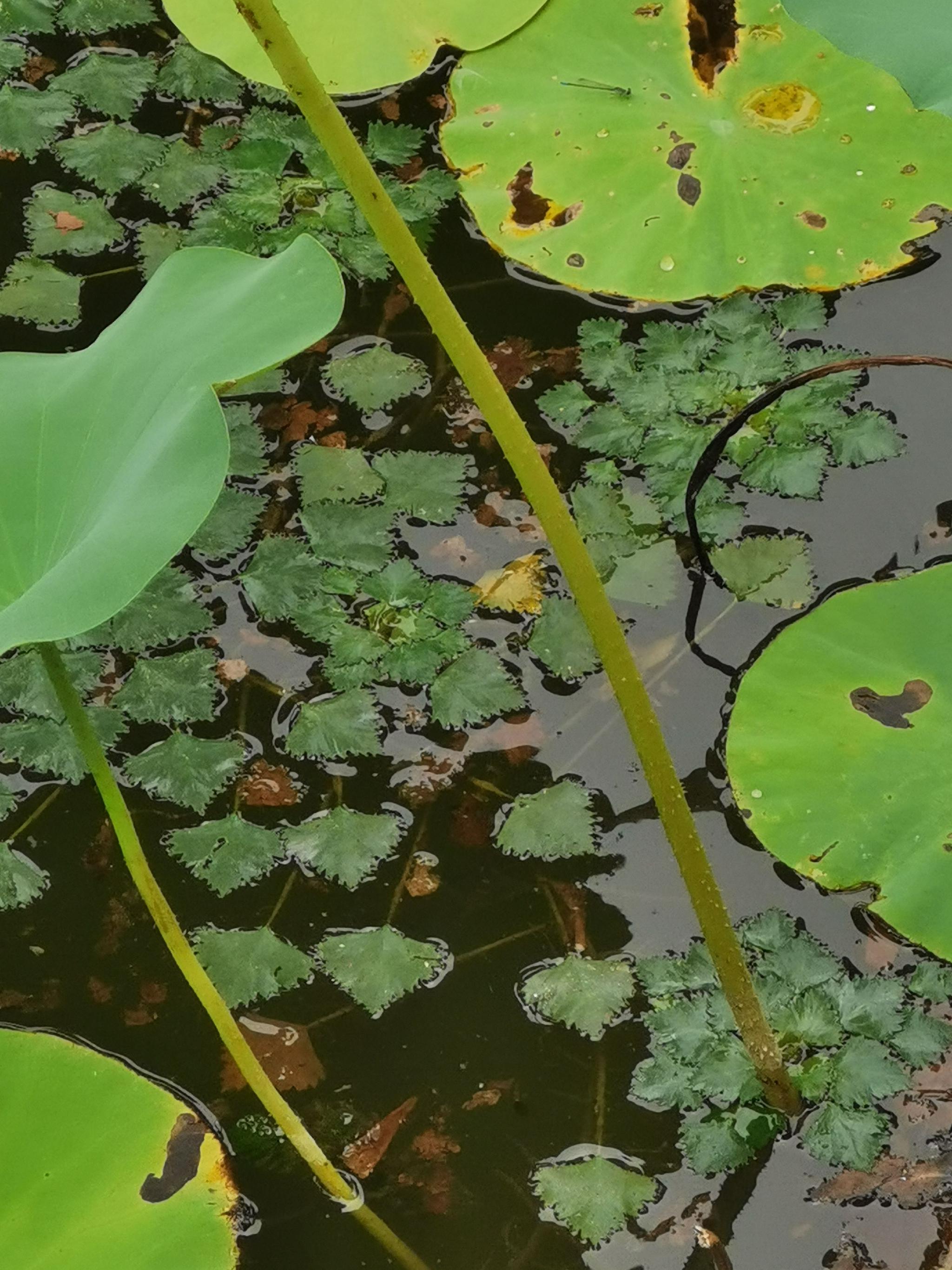 四角刻叶菱.北京市水务局供图