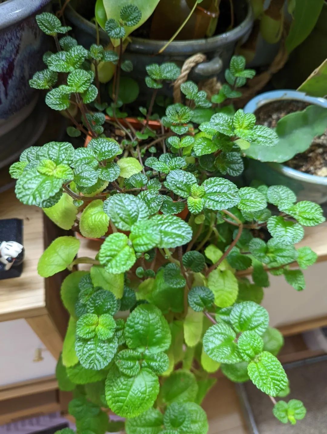 泡叶冷水花叶子像薄荷,叶子形态圆润,叶子上的凹凸纹路比较明显,适合