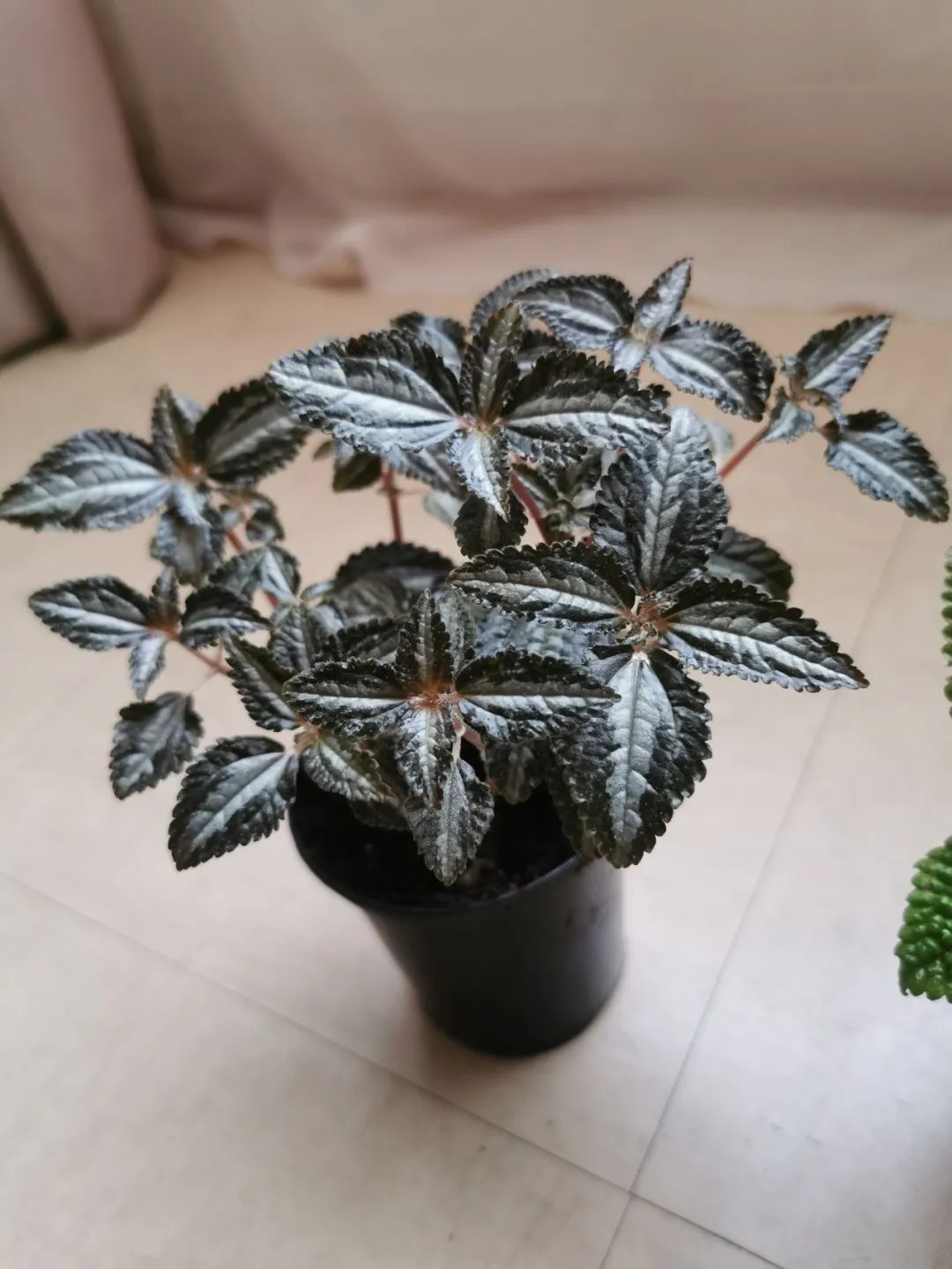 8大耐阴的冷水花品种,第1种就是特别常见的室内观叶植物