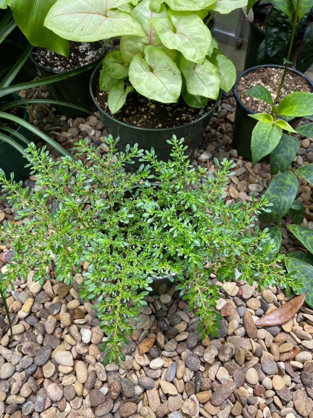 第七种:小叶冷水花(pilea microphylla)