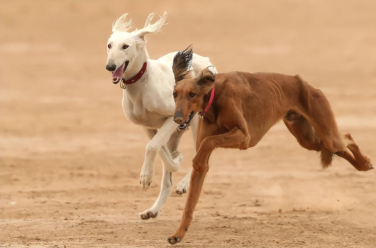 细狗的7大优点,怪不得养过的人,都不想换狗了|狩猎犬|优点|狗狗_新浪