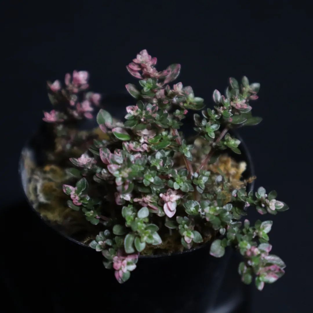 第七种:小叶冷水花(pilea microphylla)