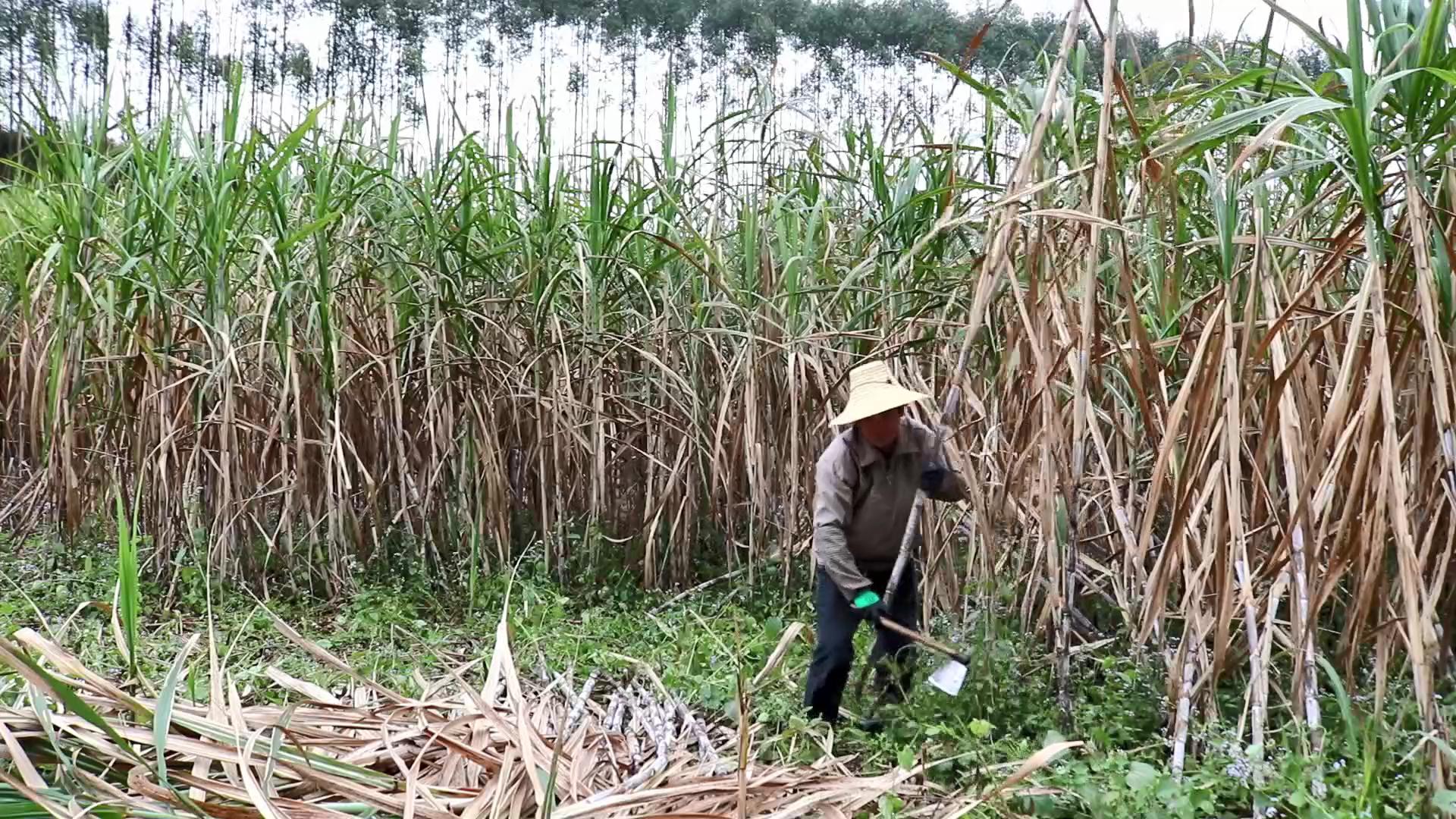 广西来宾砍甘蔗,月赚10000元完全是可能的,但必须要做到这4点|甘蔗|农村|老手_新浪新闻