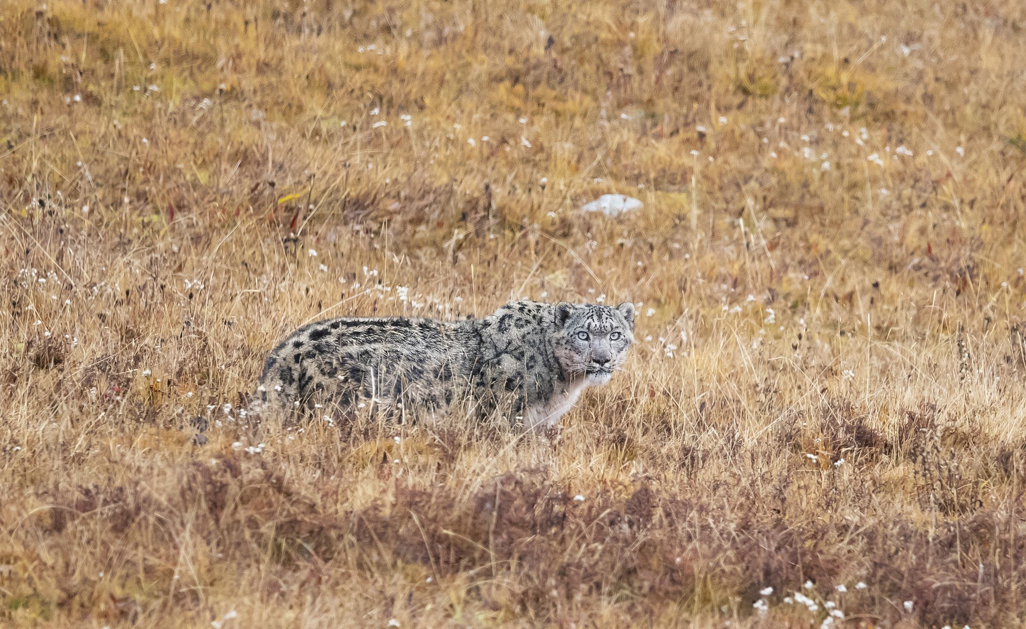 三江源国家级自然保护区监测到的雪豹