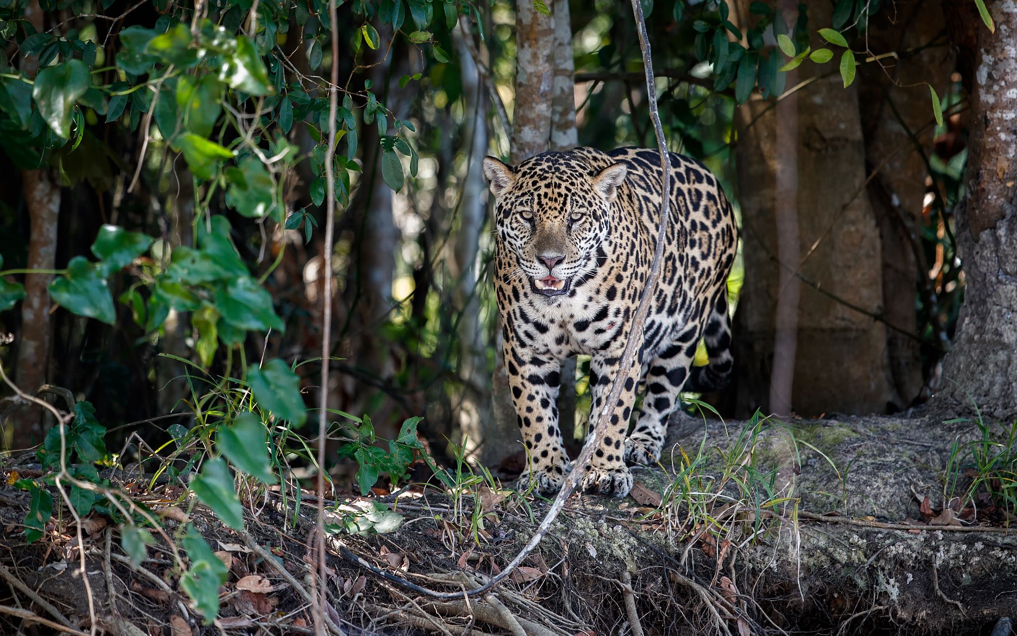 2022年度图片·动物④|聚焦亚马孙,保护地球最大生物圈|巴西_新浪财经