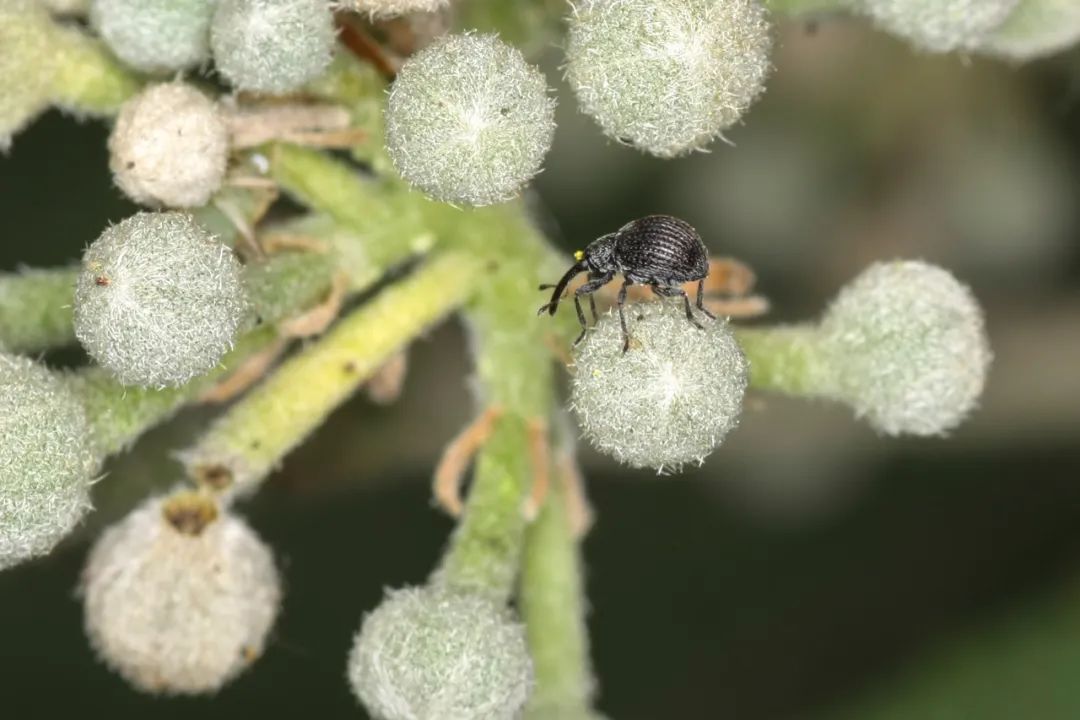 ▲植物园梨象。国家植物园（北园）供图