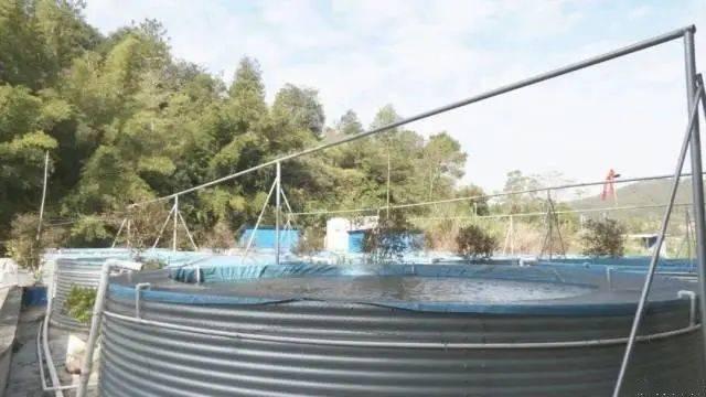 鱼还能这么养?!高密度、高围池养殖模式,养鱼养出了新花招__财经头条