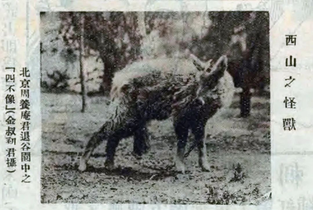 ▲1926年，《图画时报》上刊登的中华斑羚幼体照片，名曰“西山之怪兽”。国家植物园（北园）供图