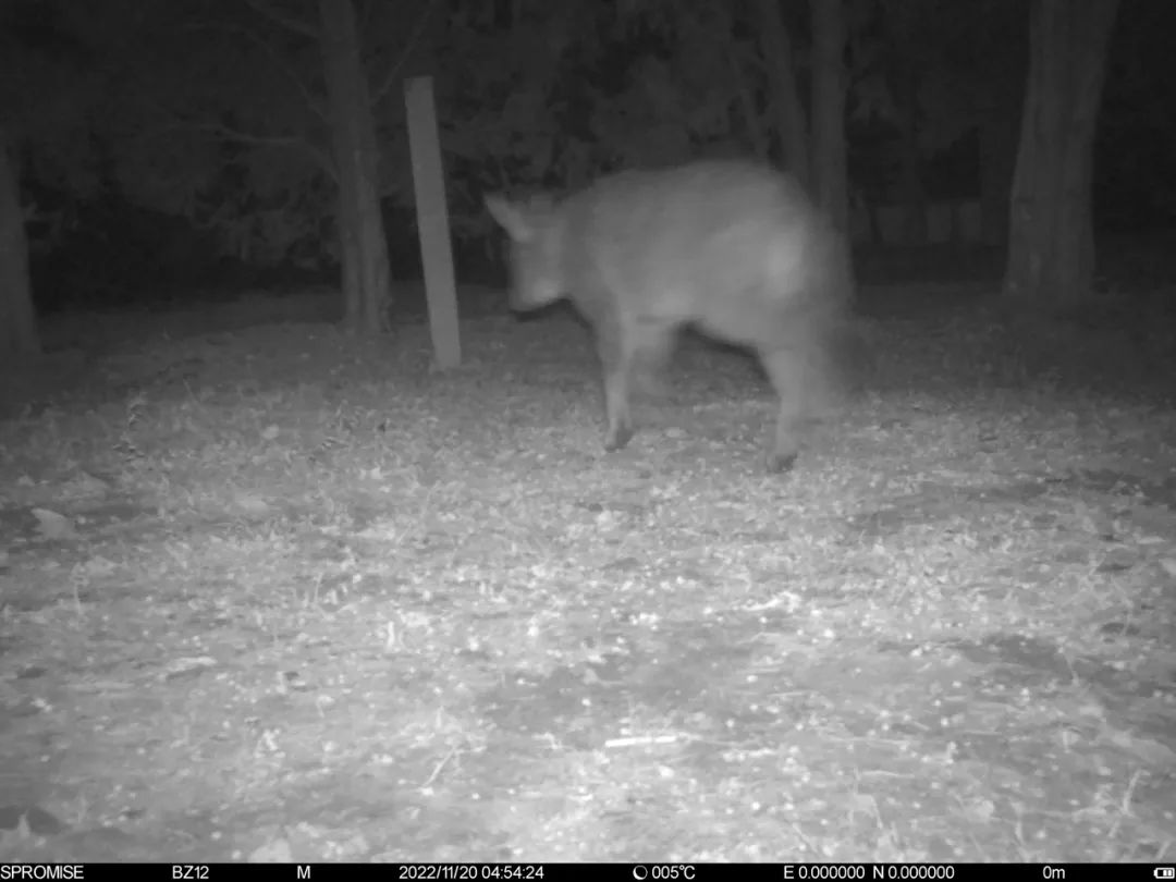 ▲2022年11月20日，在国家植物园（北园）芍药园区域，调查人员设置的红外相机拍摄到了一头中华斑羚的照片。国家植物园（北园）供图