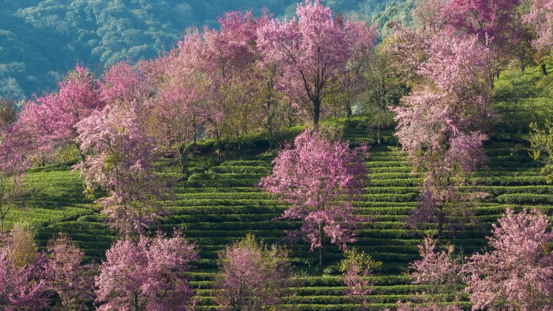 【视界】云南冬樱花,一整个爱住了!