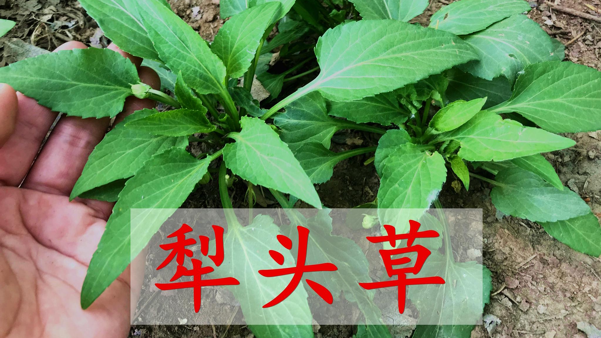 农村常见的犁头草是个宝，懂的人说它珍贵，解决不少朋友烦恼|犁头|植物|农村_新浪新闻