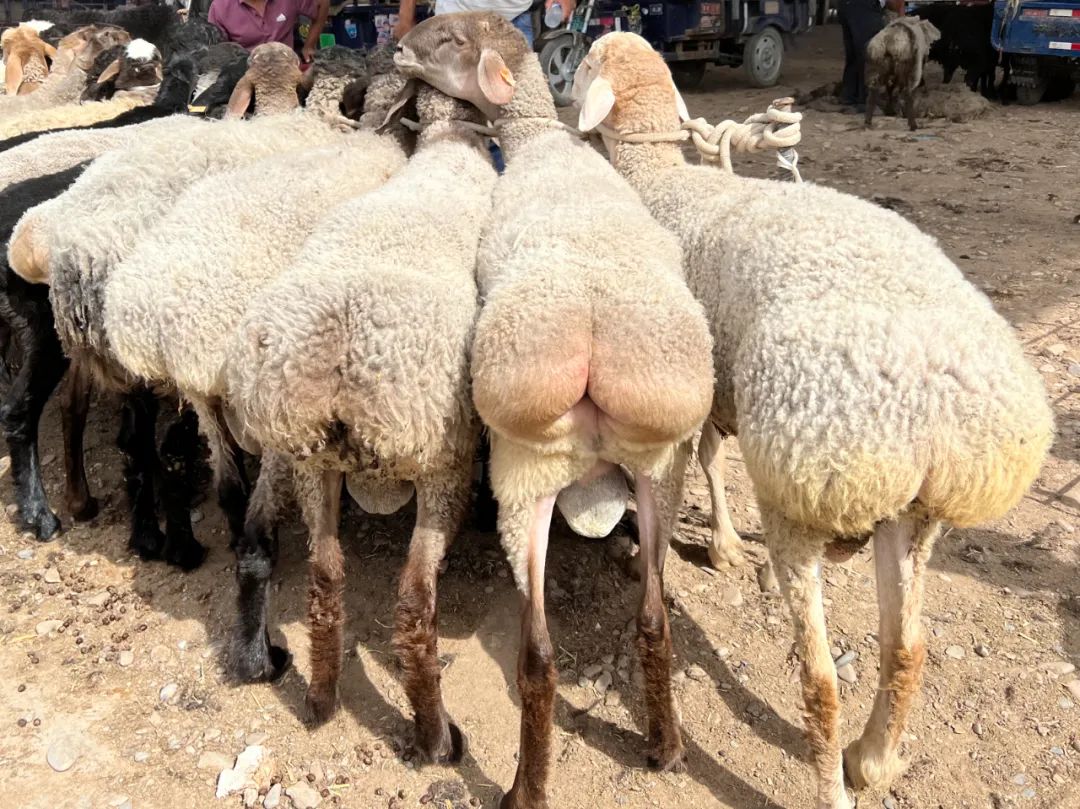 阿勒泰的肉地大尾羊有着肥腴的脂肪,将大块羊肉放入清澈的香迷糊了