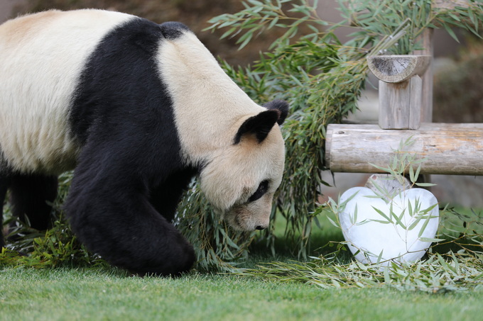 30岁旅日大熊猫“永明”和它的双胞胎女儿将于明年2月22日回国