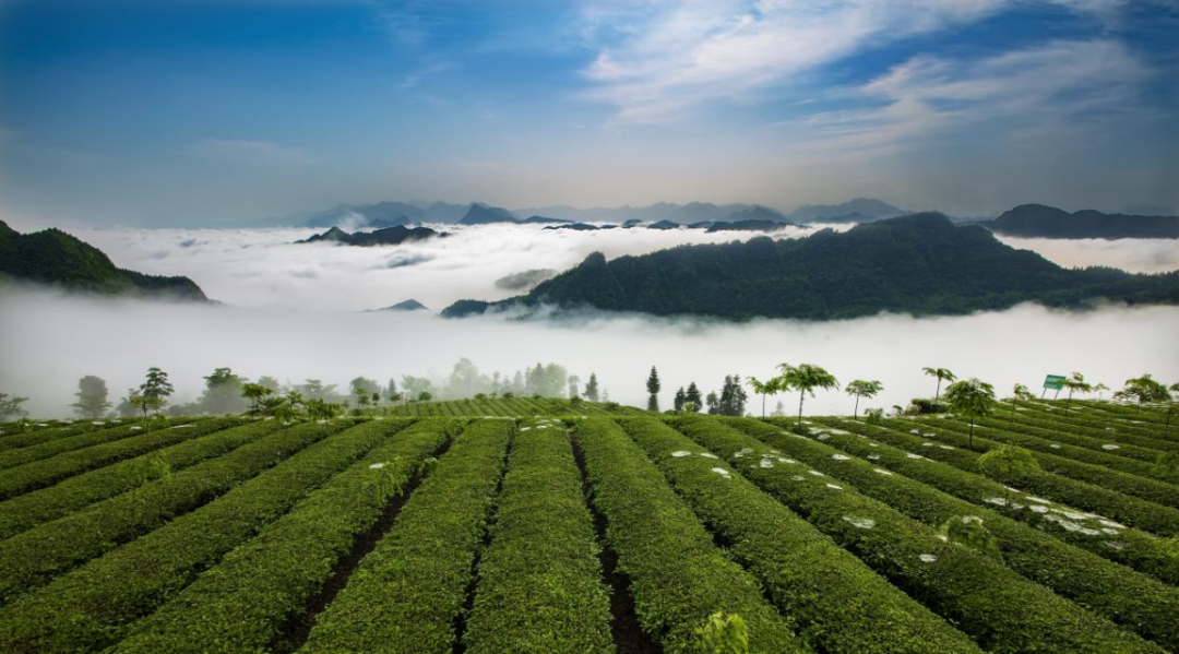 桑植白茶,让我自豪喊话故乡的至宝_手机新浪网