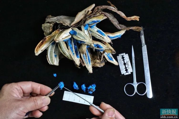 华南国家植物园引种保育部工程师彭彩霞正在办公室解剖旅人蕉的种子