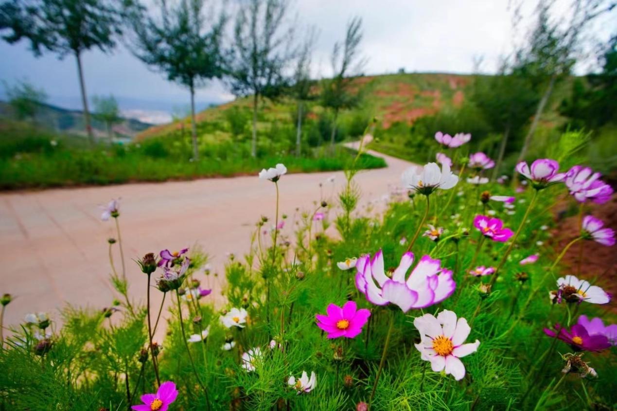 环城生态公园步道,南北山共有9条路线,长107公里,路两侧种满了格桑花.