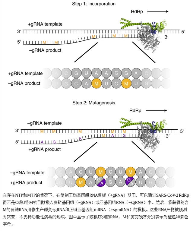 Molnupiravir诱导的新冠病毒RNA突变机制的模型。图片来源：Nature