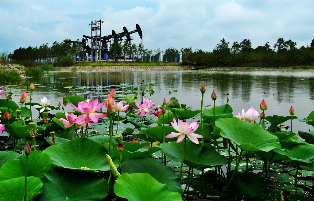 大庆油田一角.新华社发(赵永安 摄)