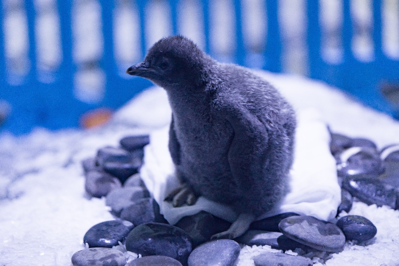 上海海昌海洋公园内,新年首只阿德利企鹅宝宝喜迎破壳