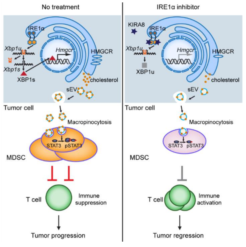 （来源：Cell Metabolism）