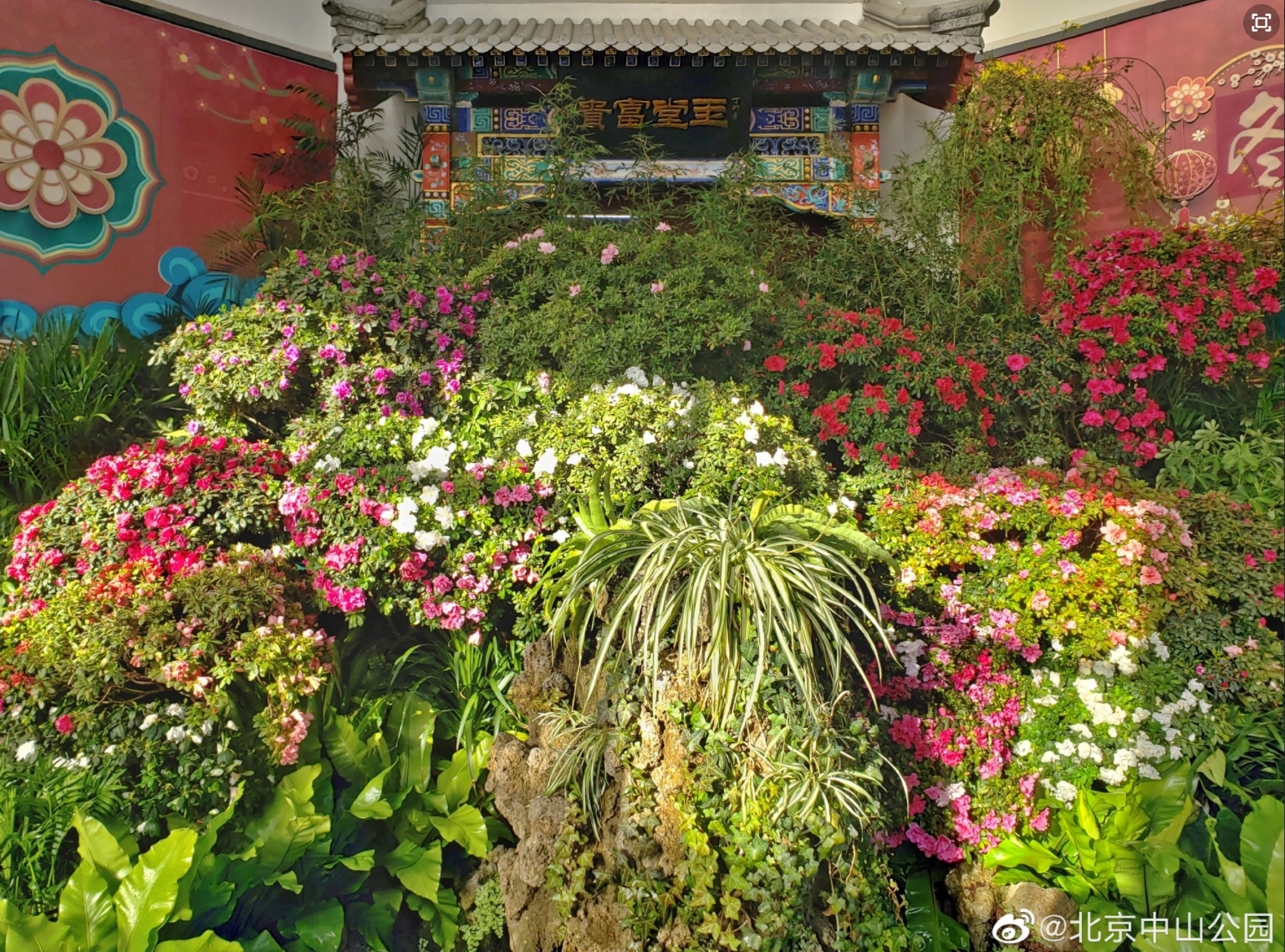 中山公园唐花坞举办迎新年花卉精品展,抢先看__财经头条