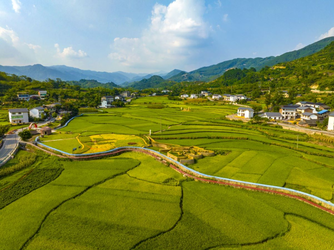 2022年7月28日,北碚柳荫镇东升村稻田.