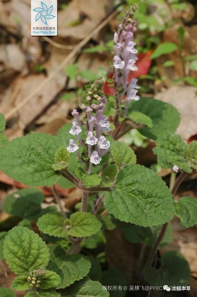 韩信草,当年韩信打仗带的草,能活血止痛,止血消肿|韩信草|止痛|消肿