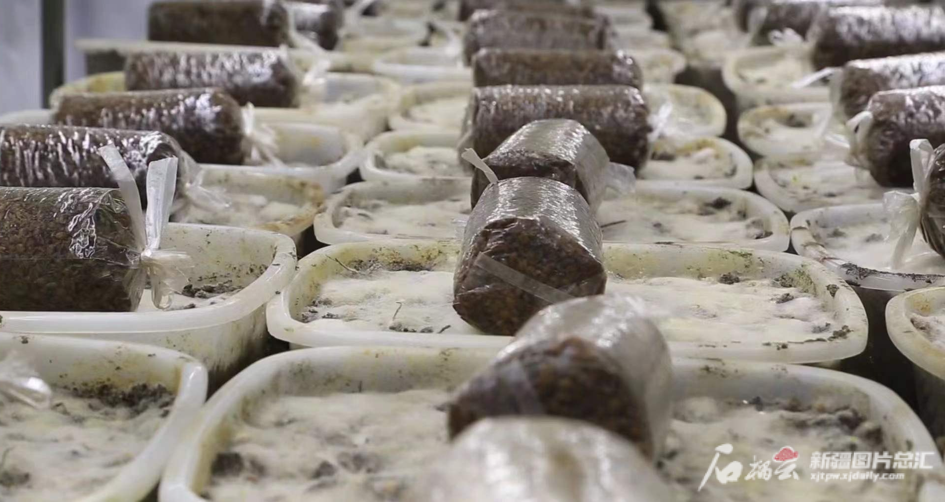 乌鲁木齐食用菌研究所育种室内的食用菌.侯绪营 摄