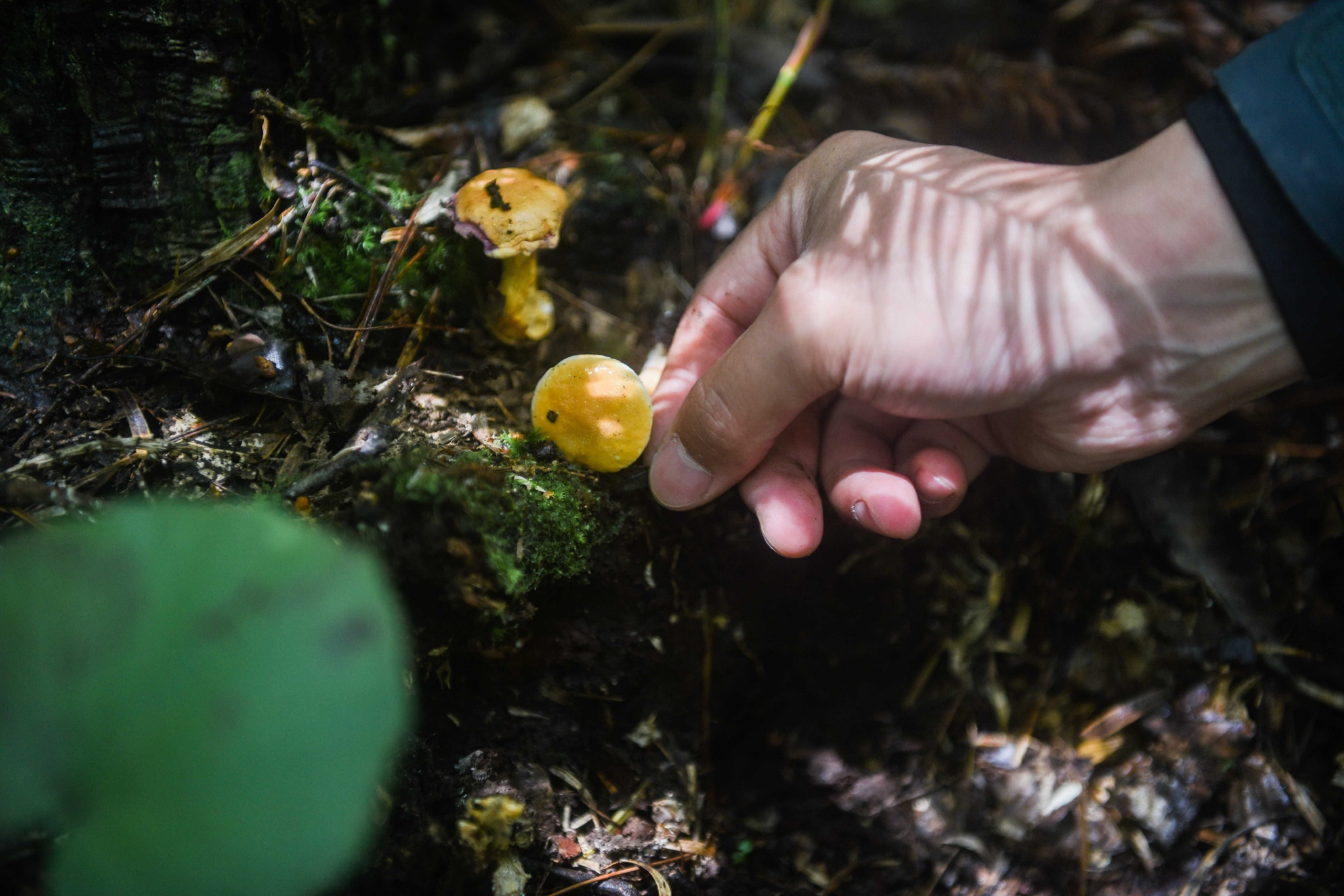 没有终点的寻找 ——记湖北省内规模最大的一次野生菌调查|林业_新浪