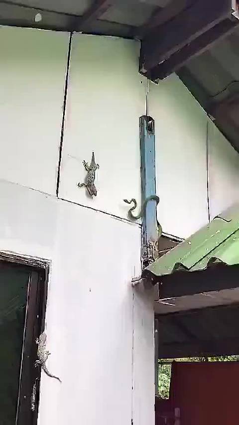 肖扬浑身起鸡皮疙瘩的简单介绍 肖扬浑身起鸡皮疙瘩的简单介绍