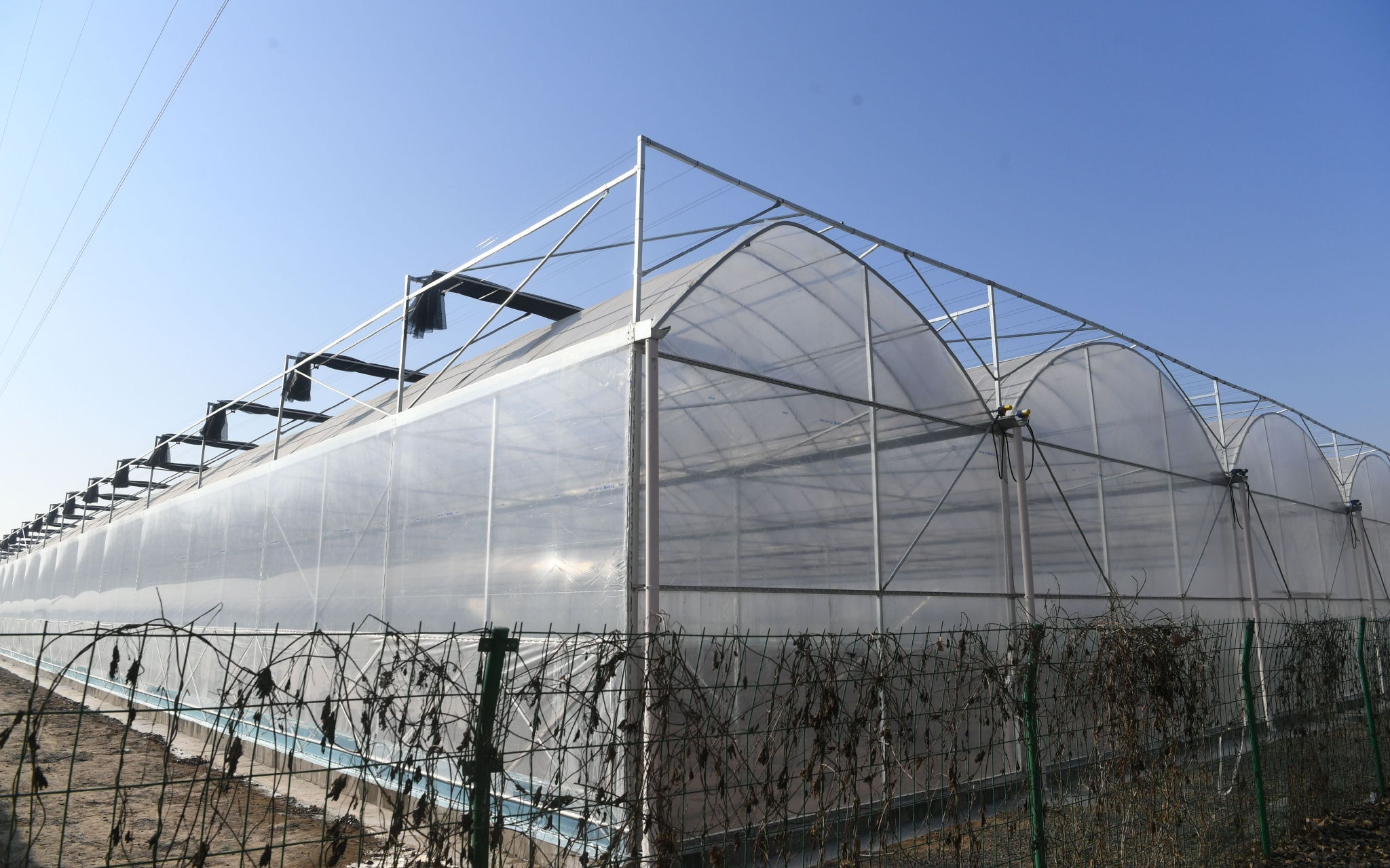 西槐庄村外的蔬菜水果大棚.新京报记者 王颖 摄