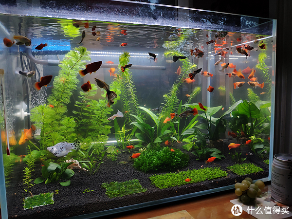 黄河水清了鱼虾却少了 黄河治理成效与生态隐忧