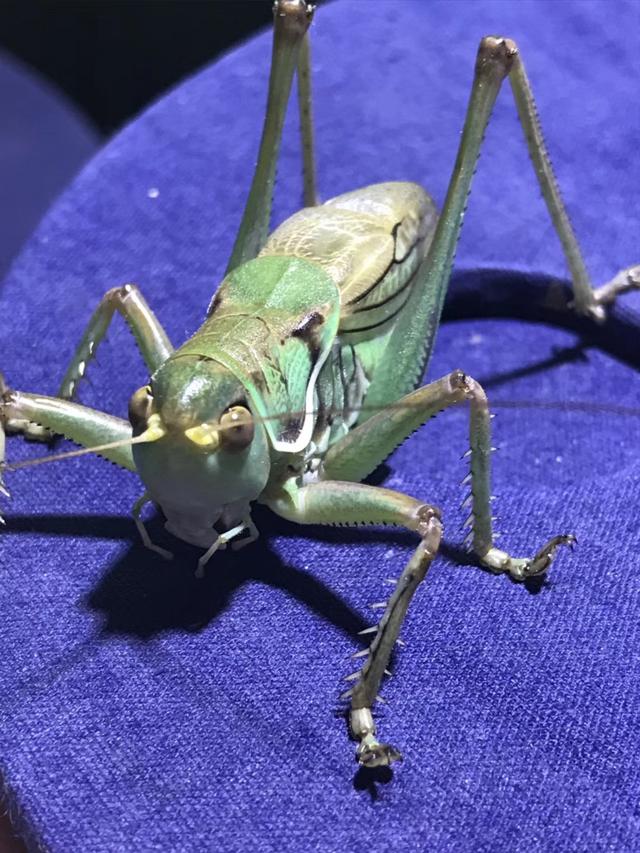 小寒时节,北京城哪里赏兰,哪里冰嬉,哪里遛蝈蝈?