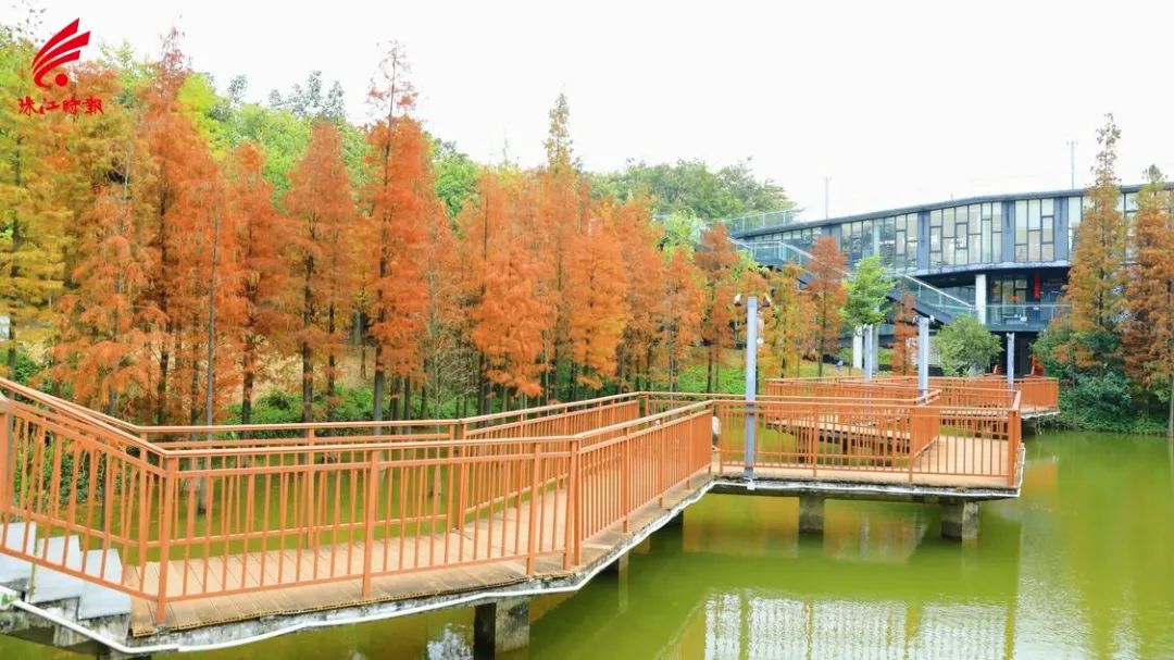 南海这个公园红了浅红橘红随手一拍都是大片