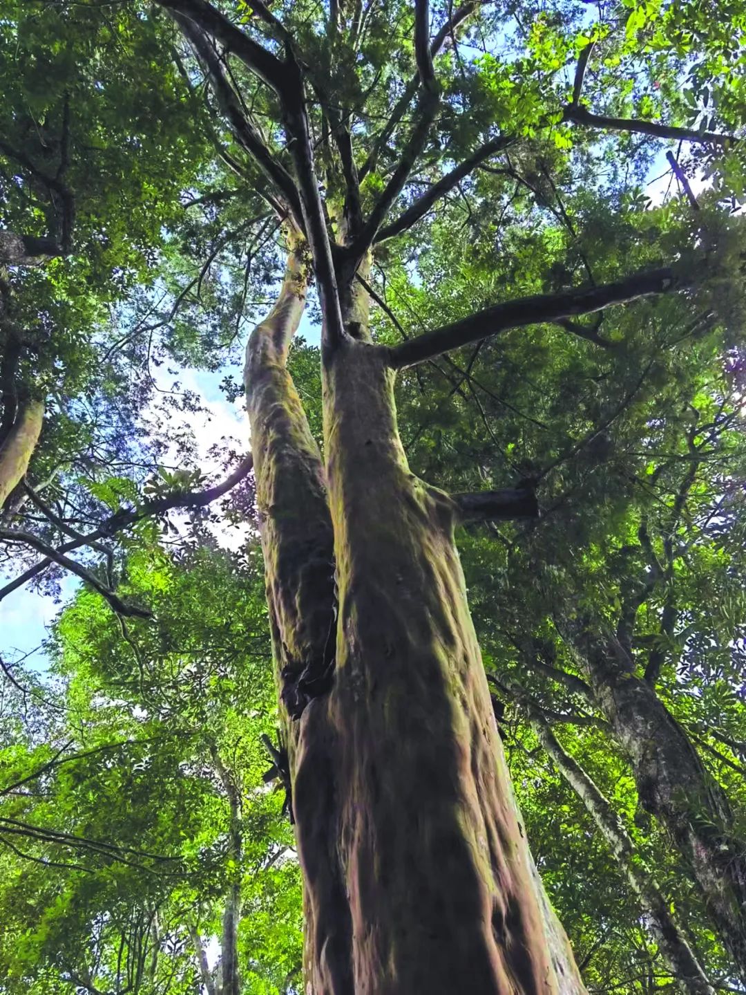 海南粗榧.受访者供图