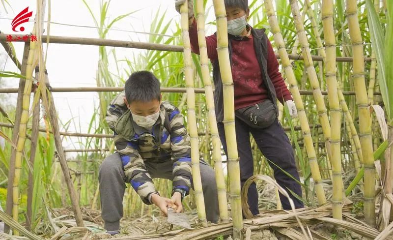 市民到里水棠溪村买冰糖蔗.珠江时报全媒体记者章佳琳摄