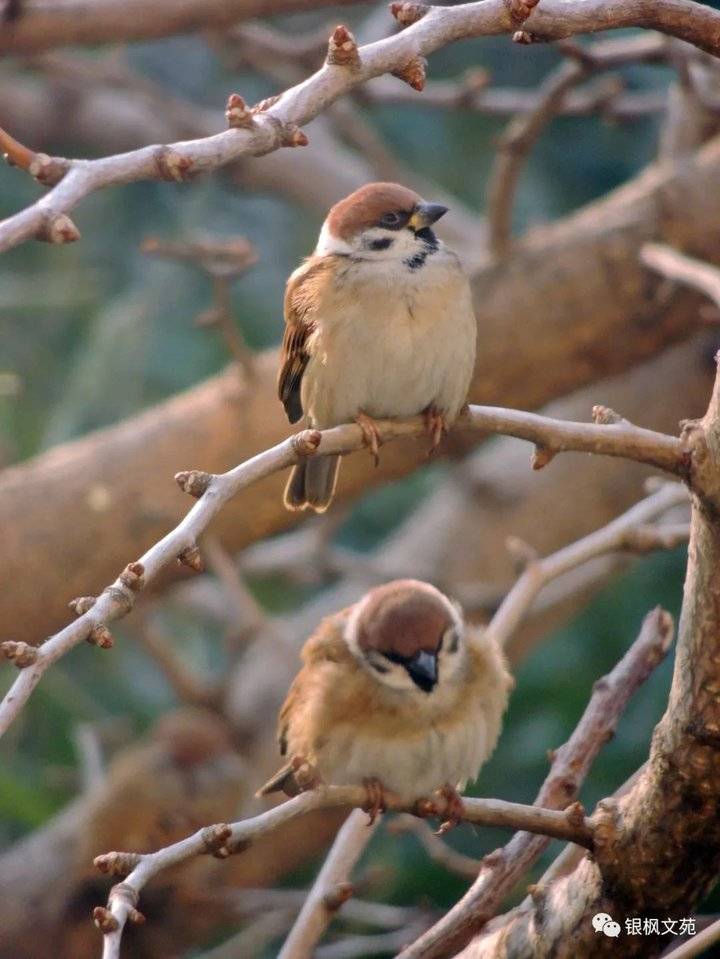 摄影|冬日麻雀|诗词_新浪新闻