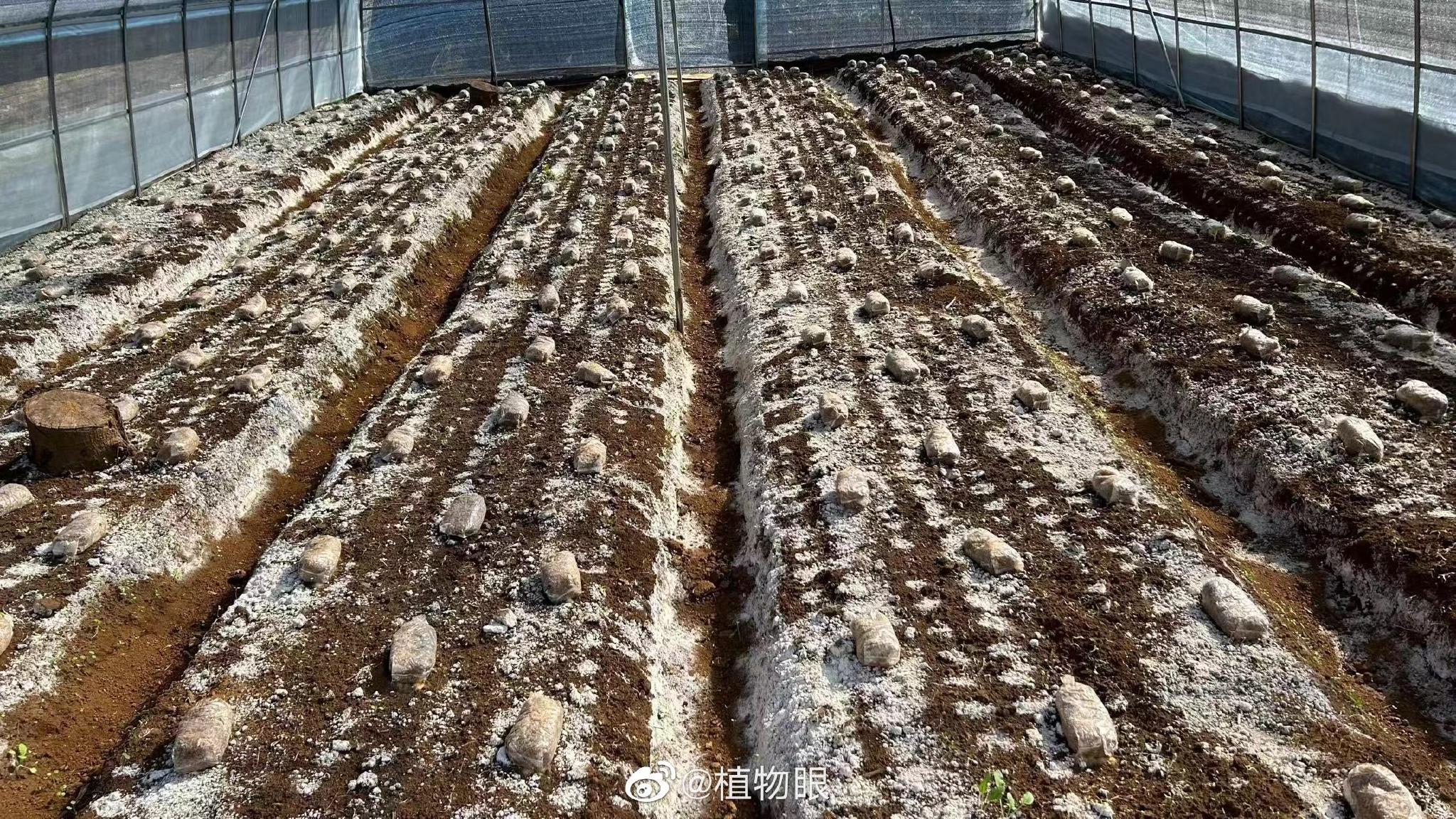 目前民安乐羊肚菌菌丝长势良好……|羊肚菌|菌丝|安乐_新浪新闻