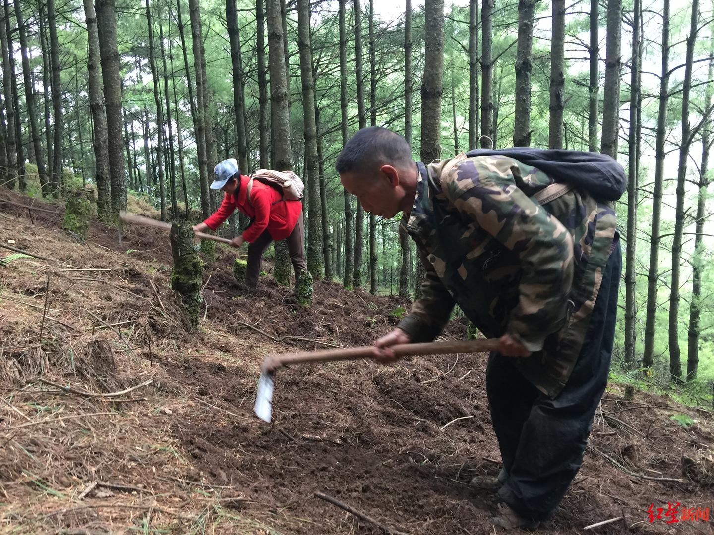 从价格暴涨到掠夺式采挖！国产松露的保护之路：川滇产地出台政策限制采挖时间及大小