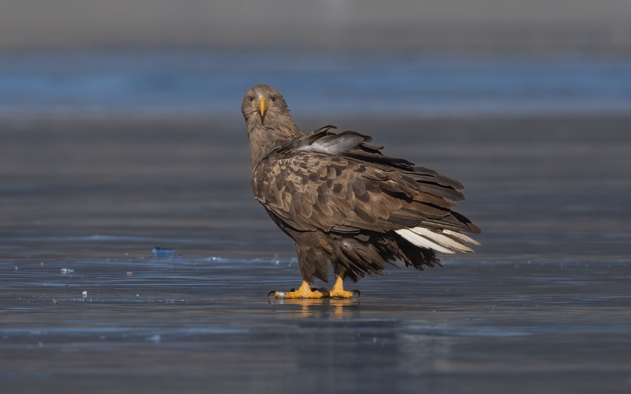 "空中老虎"白尾海雕一家四口在平谷金海湖捕食|北京市_新浪新闻