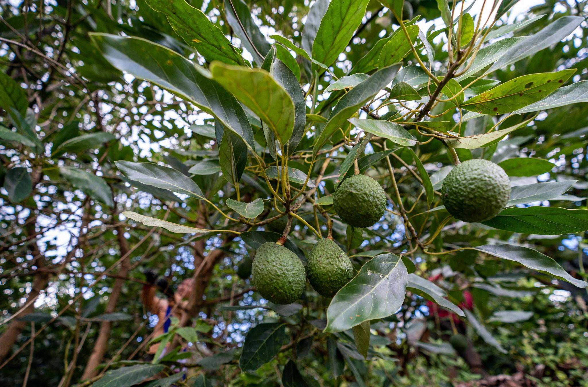 "森林黄油"种植助农增收|牛油果|黄油|江文耀_新浪新闻