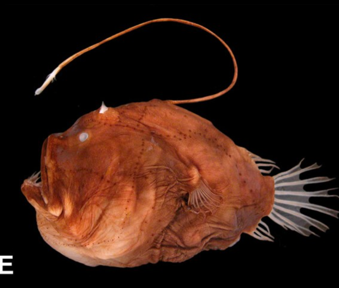 深海里其貌不扬的鮟鱇鱼,堪称"黏人情侣"的典范!_新浪财经_新浪网