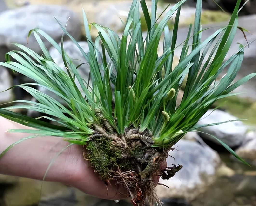 全身都是宝的石菖蒲,可以挖来当盆景,拿来熬水洗澡,当香料__财经头条