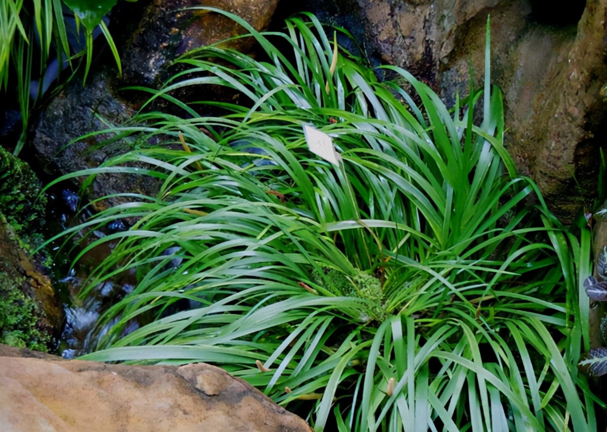 全身都是宝的石菖蒲,可以挖来当盆景,拿来熬水洗澡,当香料__财经头条