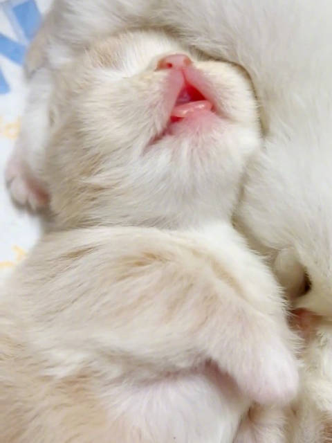 张嘴吐舌头睡觉的小奶猫太可爱了啊啊啊啊啊啊