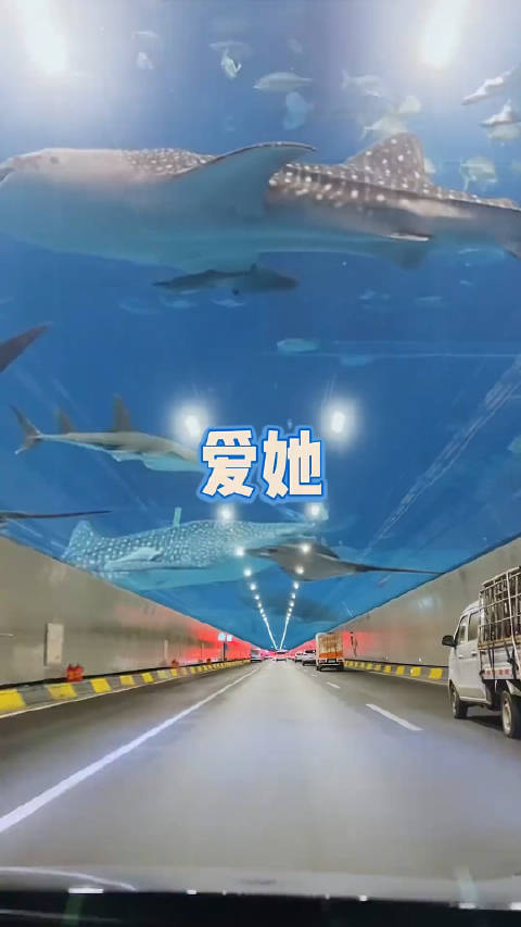 艾特你最好的朋友来厦门翔安海底隧道看海豚