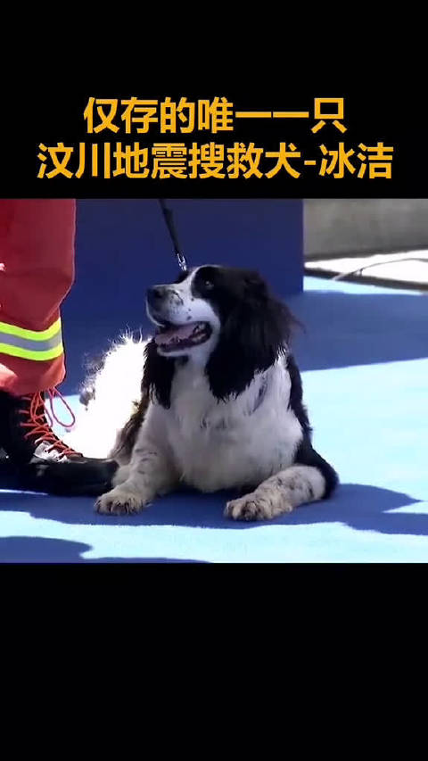 仅存的唯一一只汶川地震搜救犬冰洁