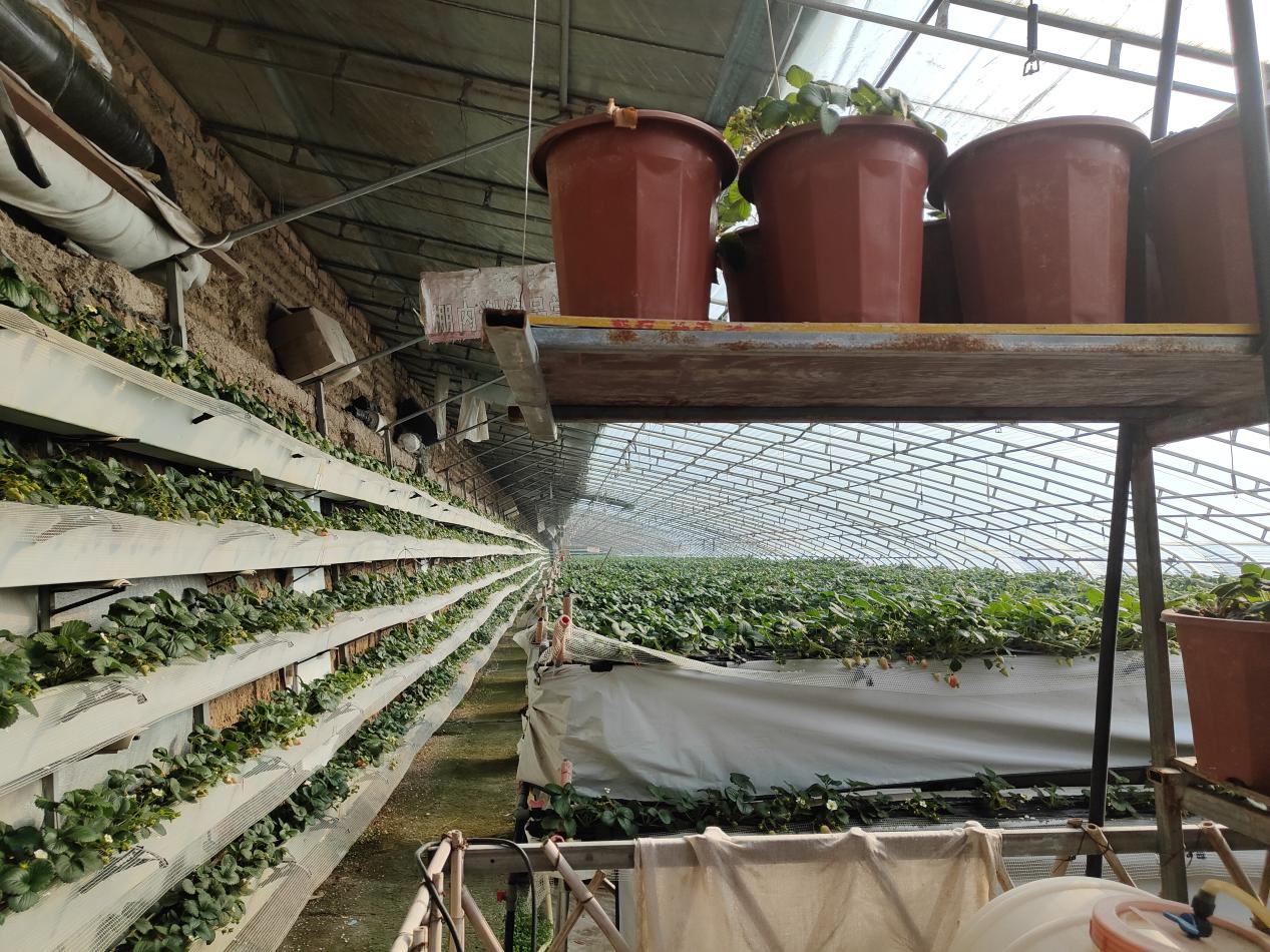 村民打理的温棚干净整齐。12月虽受到疫情冲击，但大部分有温棚的村民并没有停下手中的农活。 高宇婷 图