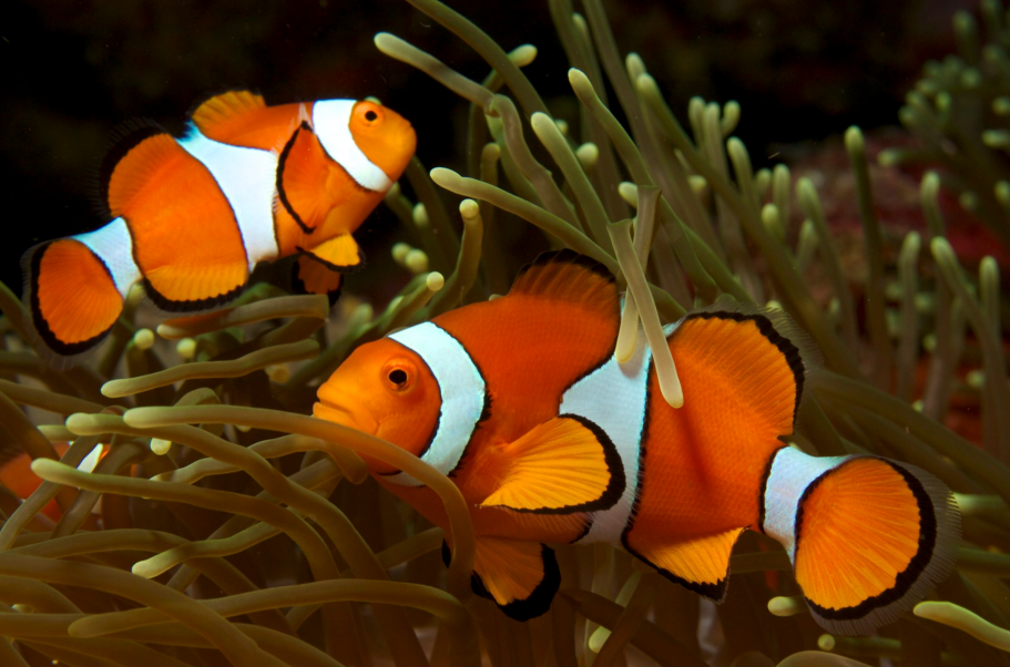 小丑鱼(amphiprion ocellaris),图片来源:wikimedia